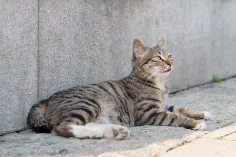 四平青年3之偷天换日 我是真游泳的猫