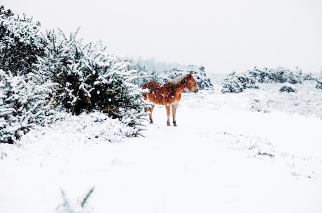 阿拉斯加的美味诱惑：阿拉斯加雪蟹