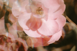 藕粉色：浪漫而柔美的粉色系