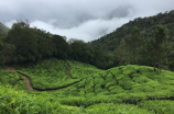 品鉴御清绝：解锁密藏于茶中的文化与味蕾之旅